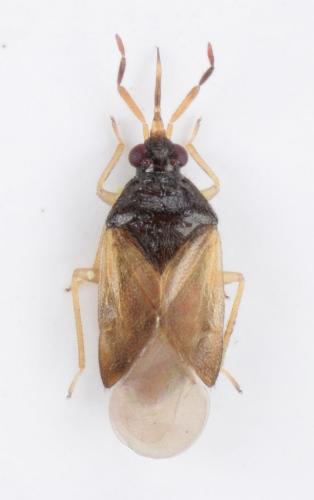 Orius horvathi